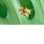 *frog army*