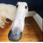 Borzoi BORZOI