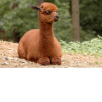 Toxic Lama