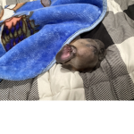 Puppy’s are my world