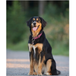 Die Wuff Wuff Gruppe