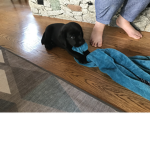 Stanleycute