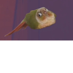 Birdyyyyyyyyyyyyyyyyy