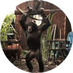 Animal Magic :)