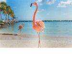 we will see flamingo one day