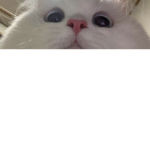 U need ribux ok!