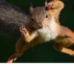 The Karate Squirrels