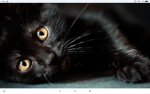 Real cartoon cat