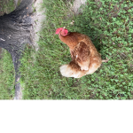 CHICKEN GANG HAHAHA