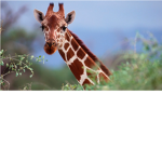 Giraffe John.