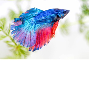 Fishy Donations