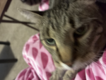 Olive's_Beans