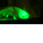 AXOLOTLE STINKFLAYA