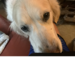 Puppy pro group