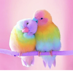 Rainbow's !!