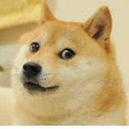 Doge land