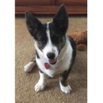 Corgi squad! :D