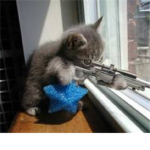 lolkittens