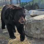The-Bear-Cave