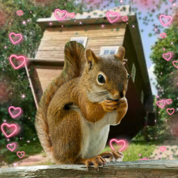 Squirrel Base