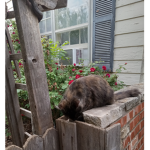 I <3 catz