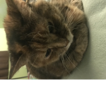 Grahamr25s god kitty