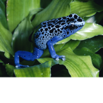 #TeamFrog