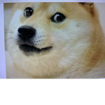 Go team doge:3