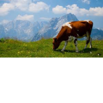 GABRIELLA_TOYS COW SQUAD