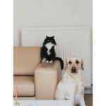 DOOOOOOOOOOGS