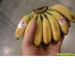 small banana gang