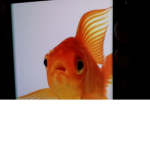 fishy team we are the beast TEAM