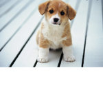 Cagnolini belli