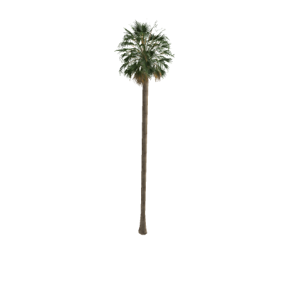 Tallpalm