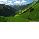 [ The Herds of Evergreen ]