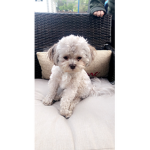 Gizmo Gaming YT