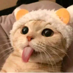 竹東國小同學