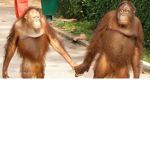 the cool orangutan gang