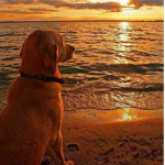 La Tiendita de Doggo