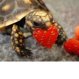 Donating all donations to Save turtles