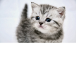 Potato Kitten Squad