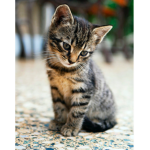 Briella was a cat
