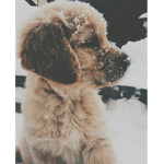 #Pup academy
