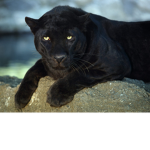 Panthers United