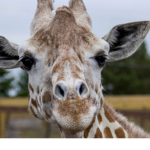 foraffy giraffes
