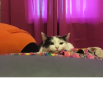 Meh cat patches