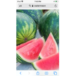 JUICY WATERMELON