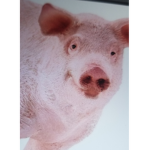 The pig nation ##