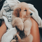 ⋆ ahwbear ⋆