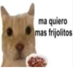 Gatitolovers